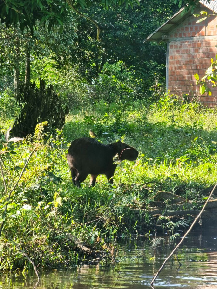 capybaras animaux