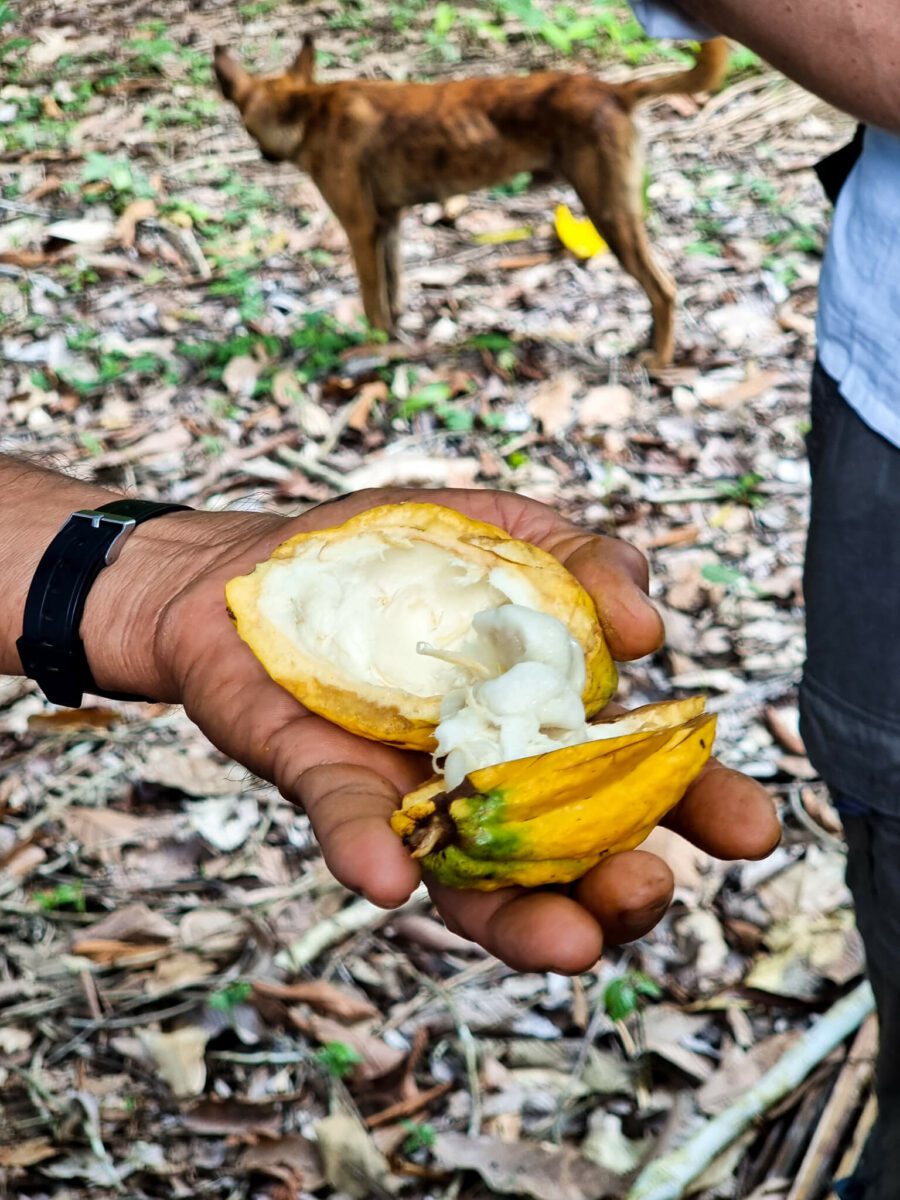 fruit cacao