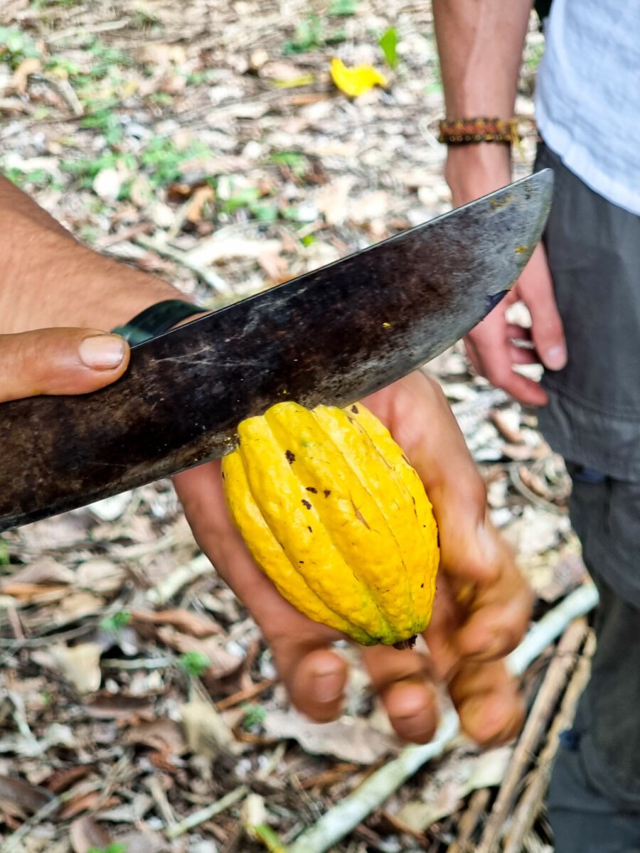fruit cacao