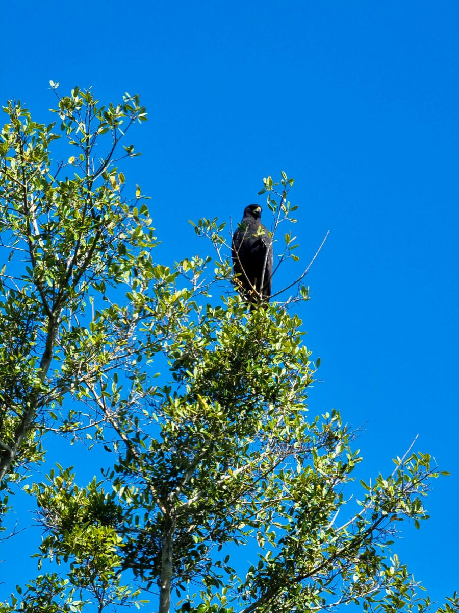 oiseau bolivie