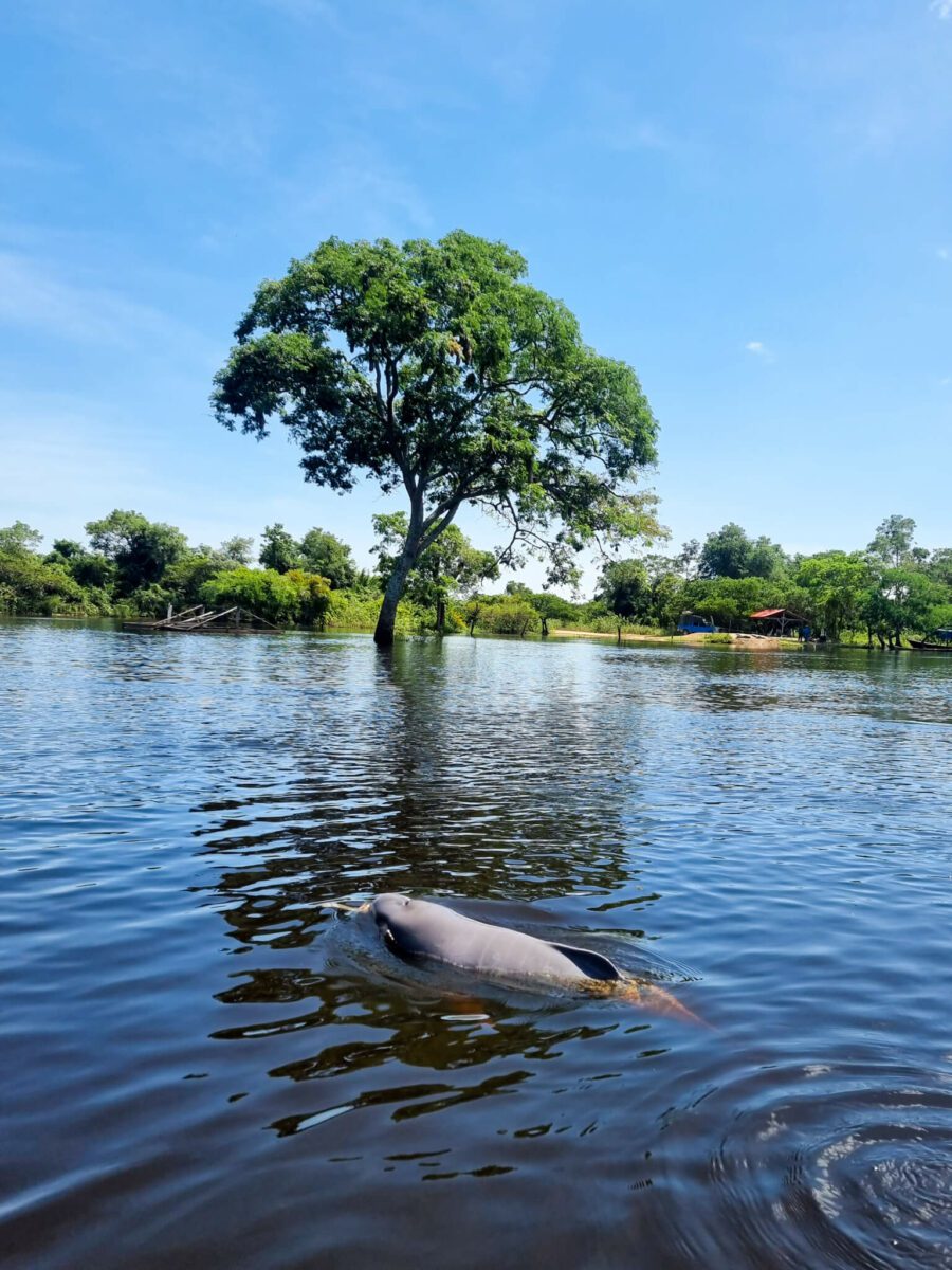 dauphins roses amazonie