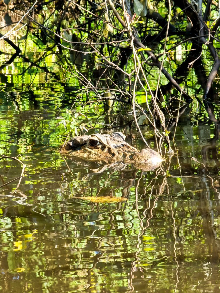 crocodiles en amazonie bolivienne