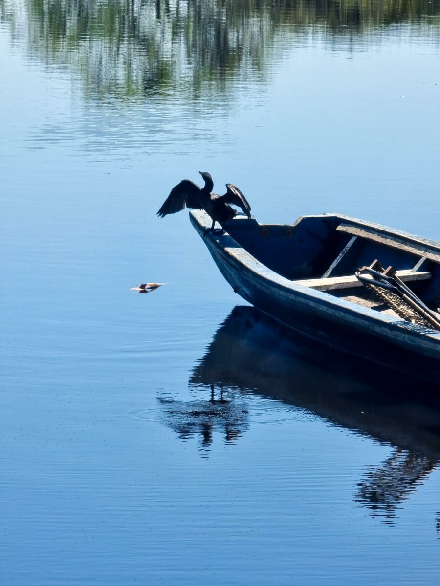 oiseau bolivie