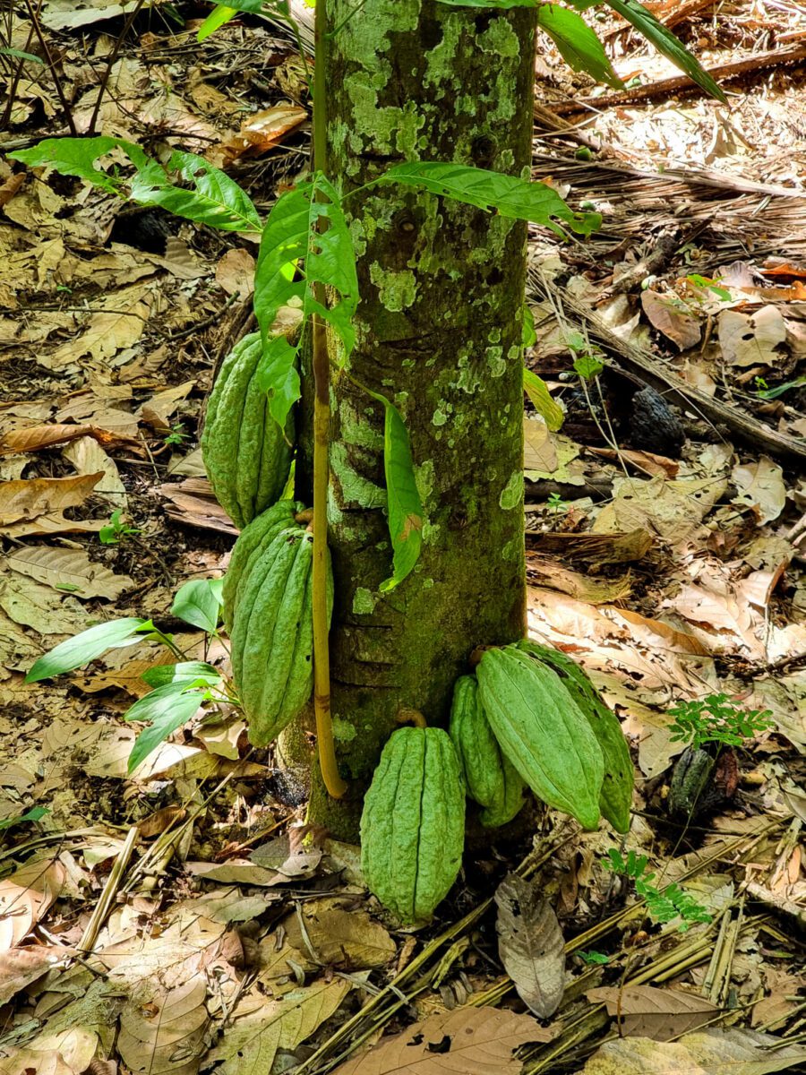 cacao fruit