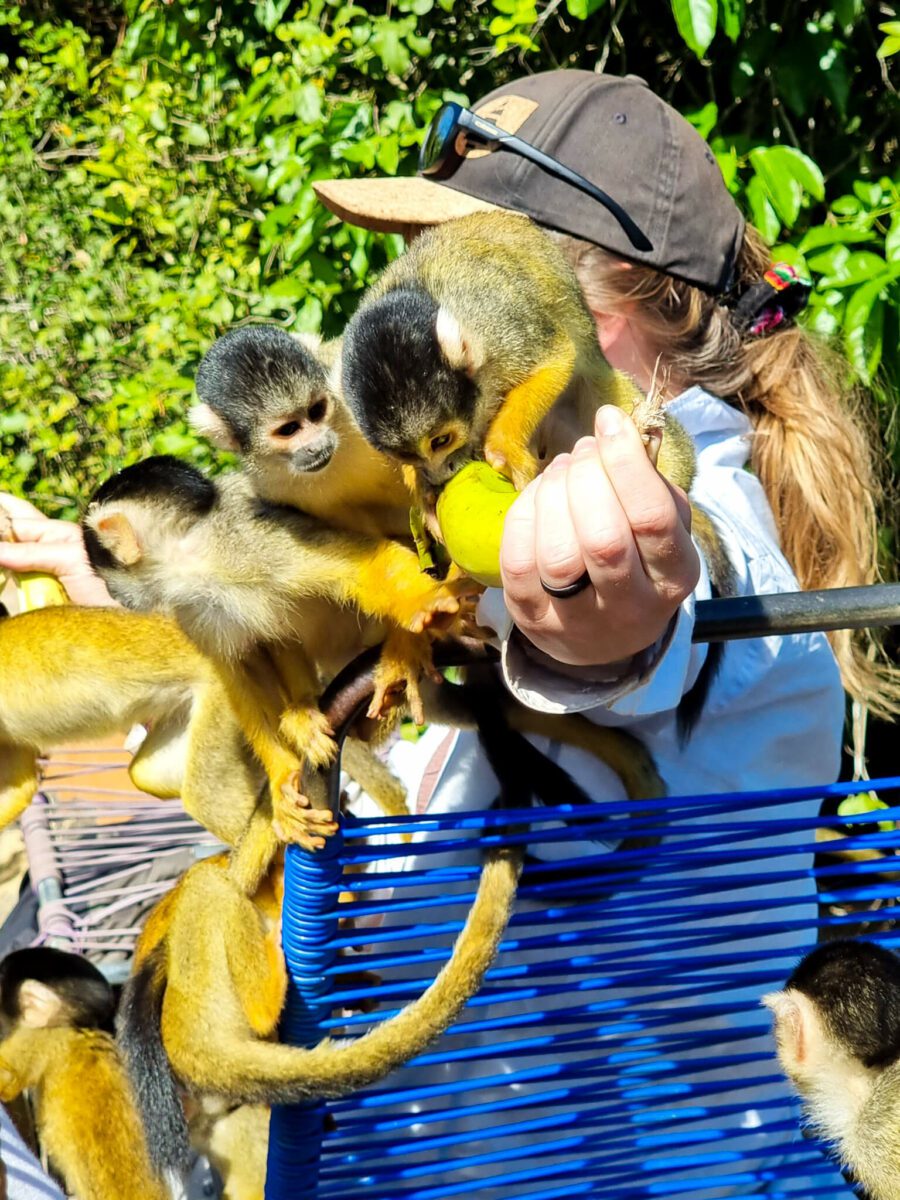 singes amazonie