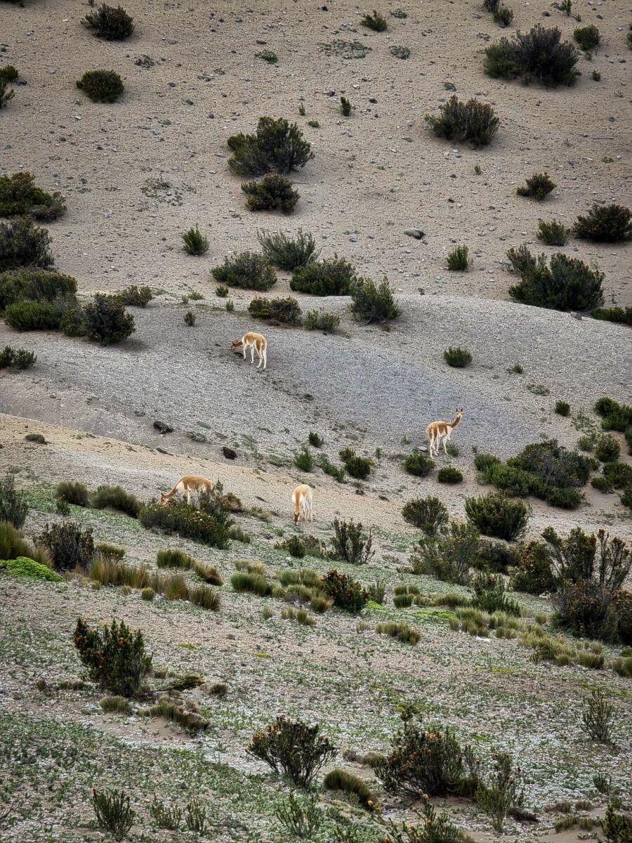 guanaco equateur