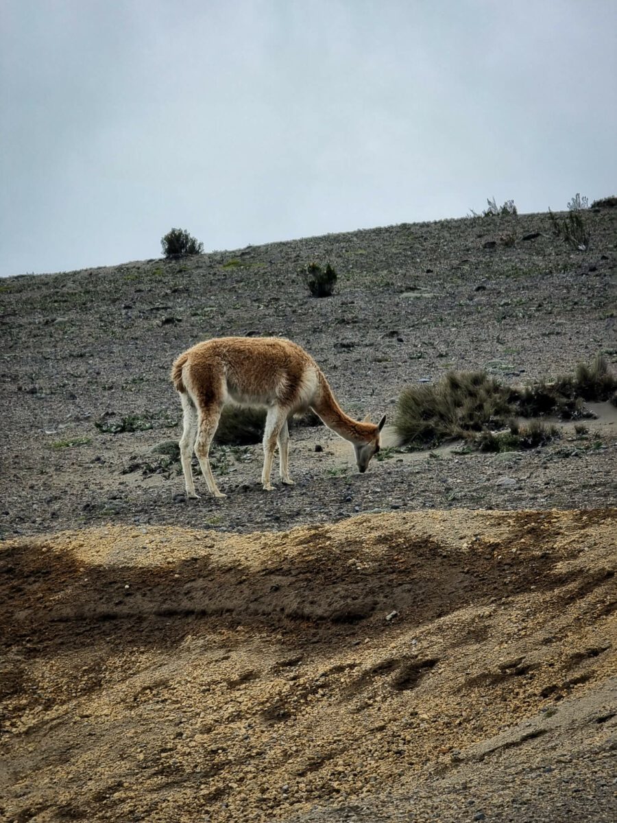 guanaco equateur