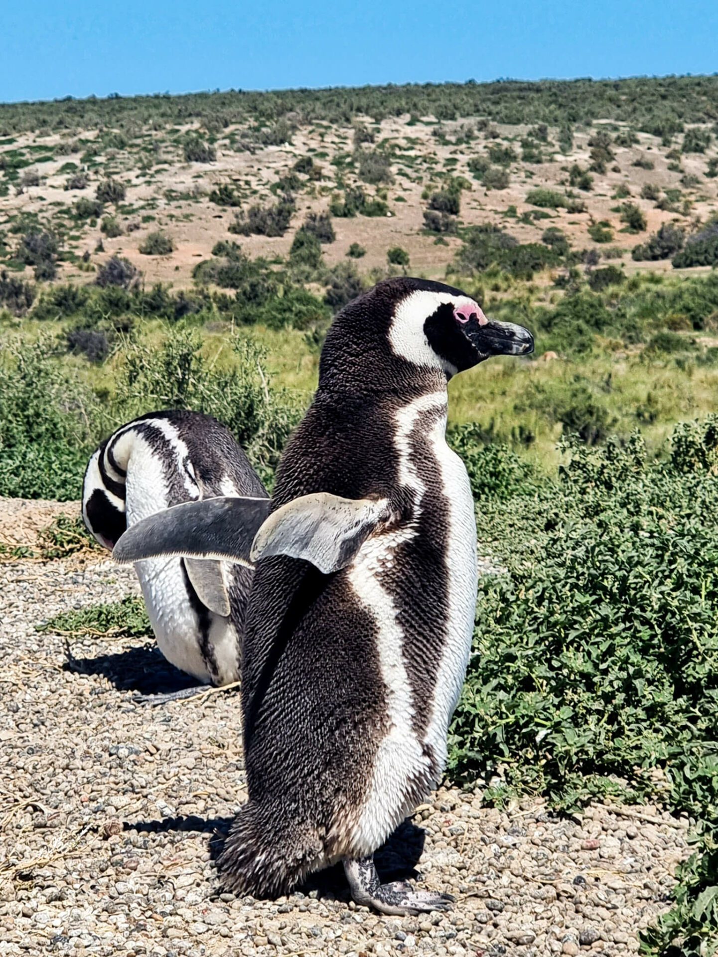 manchots de magellan