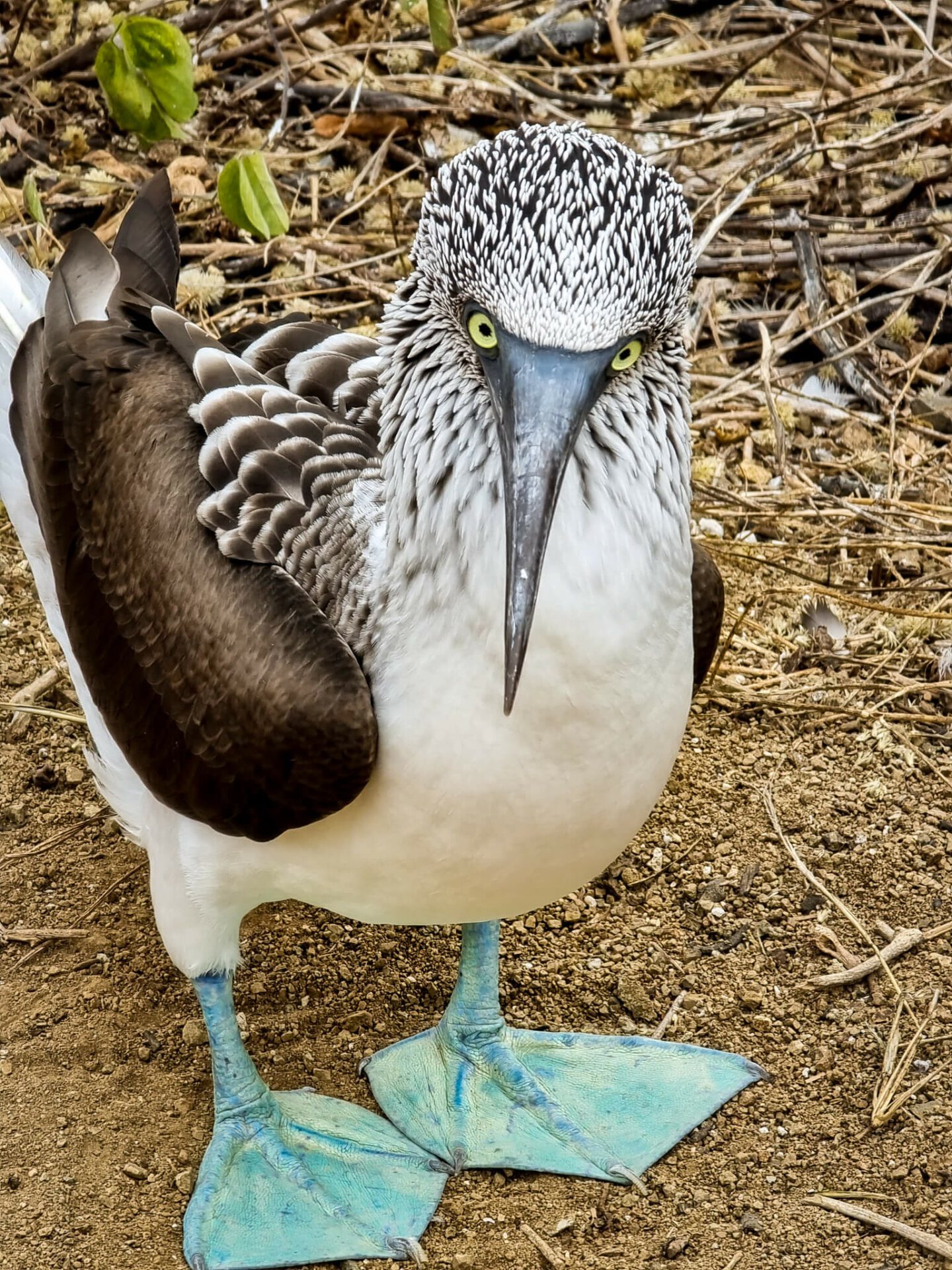 fous a pattes bleues