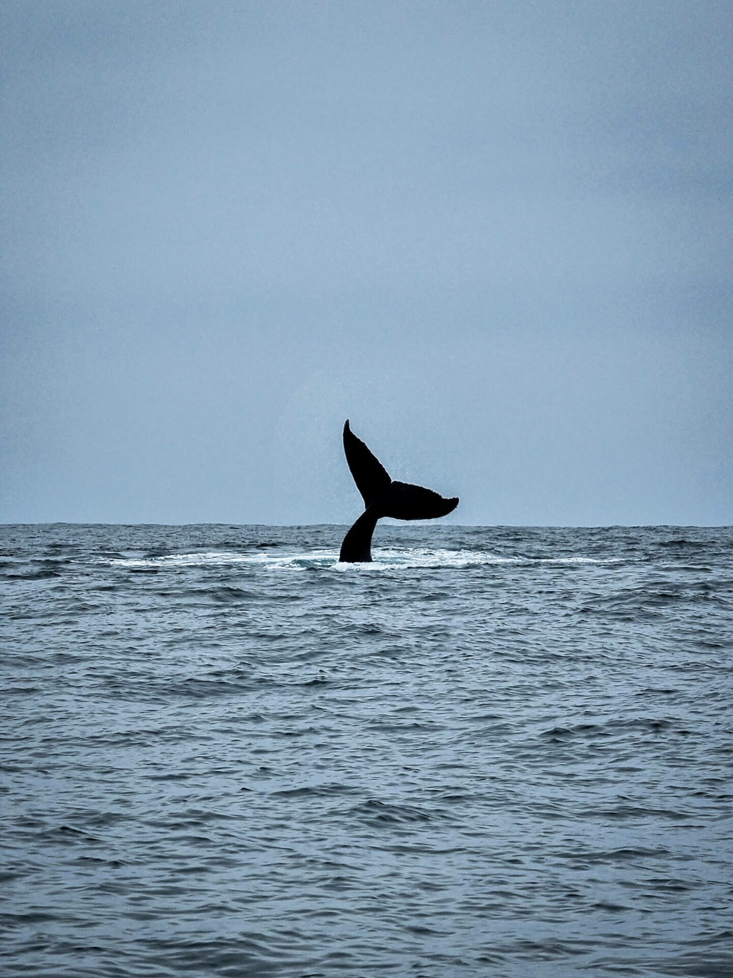 voir des baleines en amerique du sud