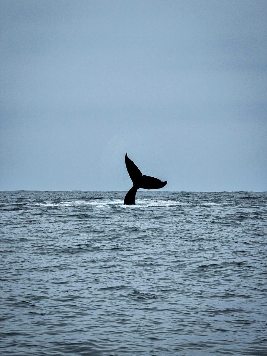 voir des baleines en equateur
