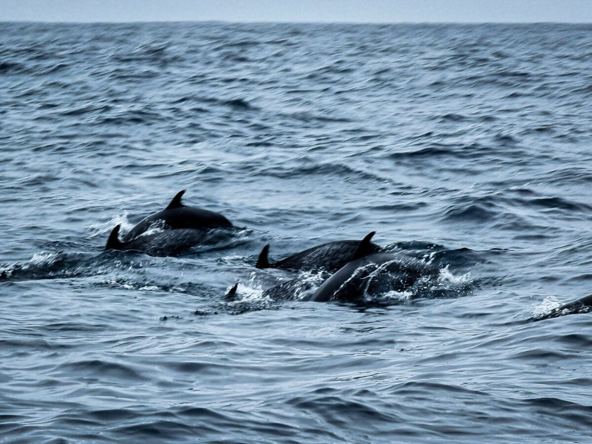 voir des dauphins en equateur