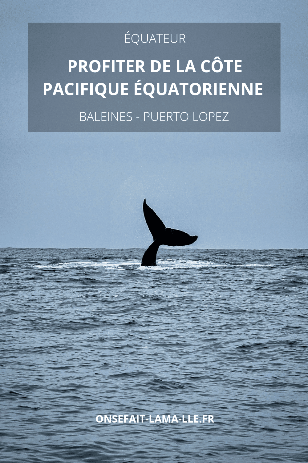voir des baleines en equateur