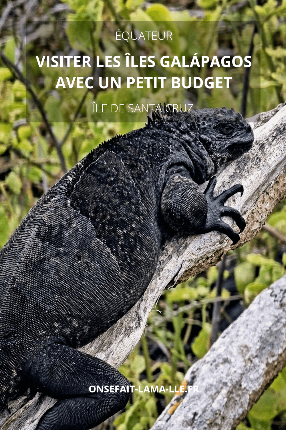 visiter les Îles Galápagos avec un petit budget