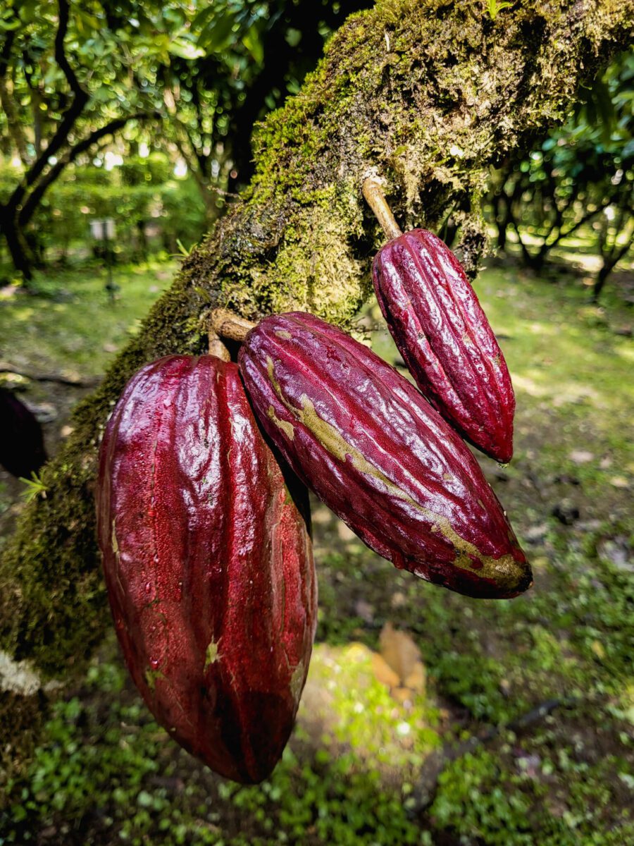 finca la amistad