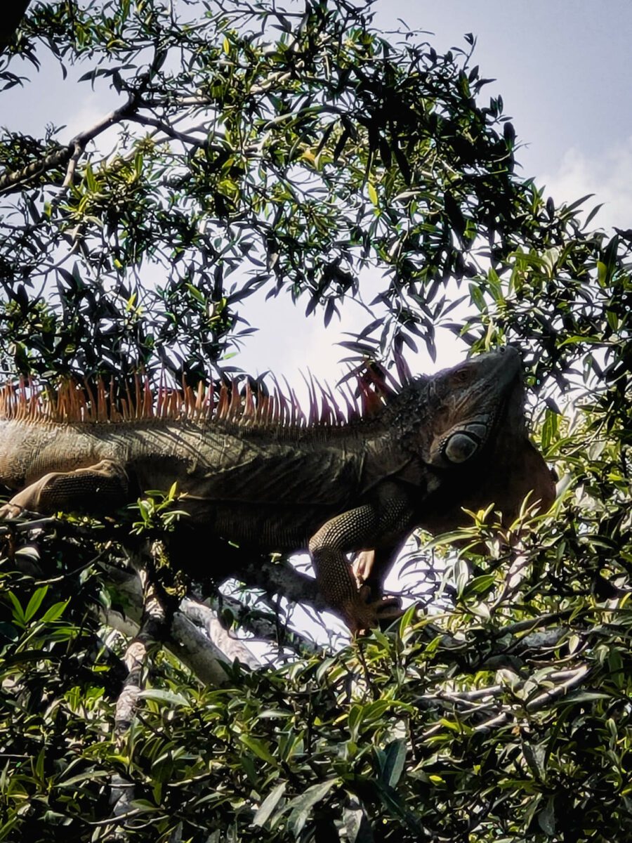 iguanes costa rica