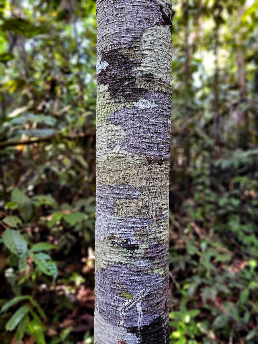 biodiversité du costa rica