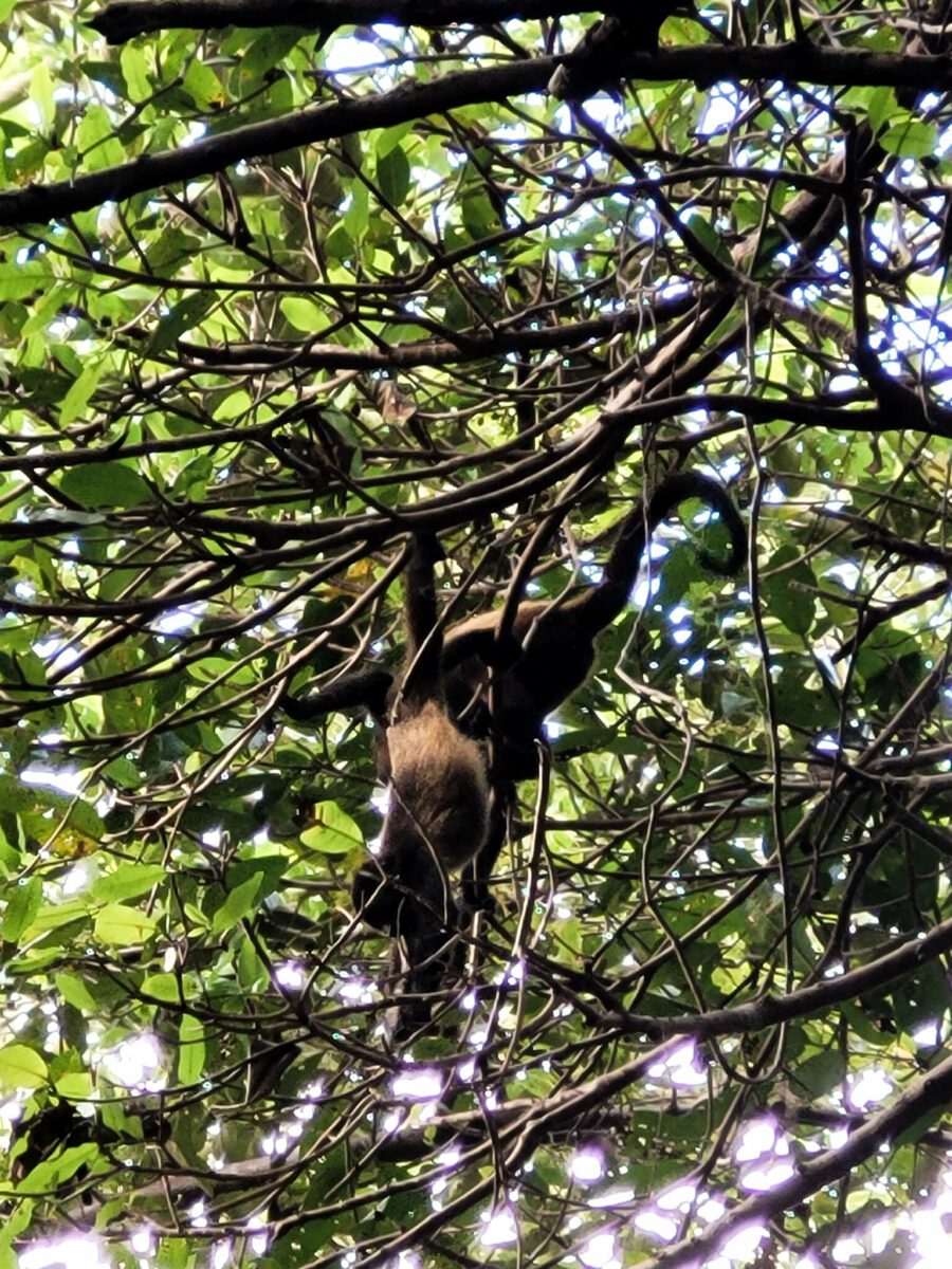singes charco verde ometepe