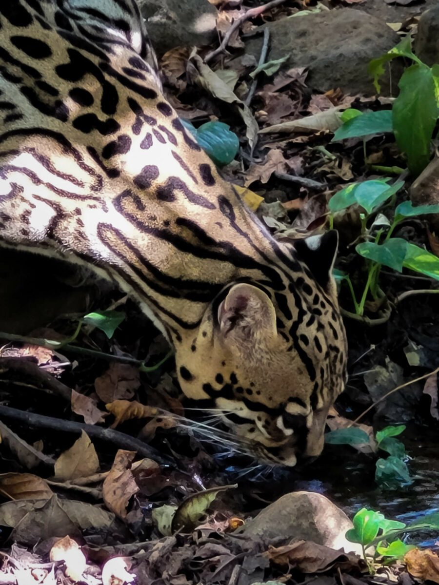protection des animaux au costa rica