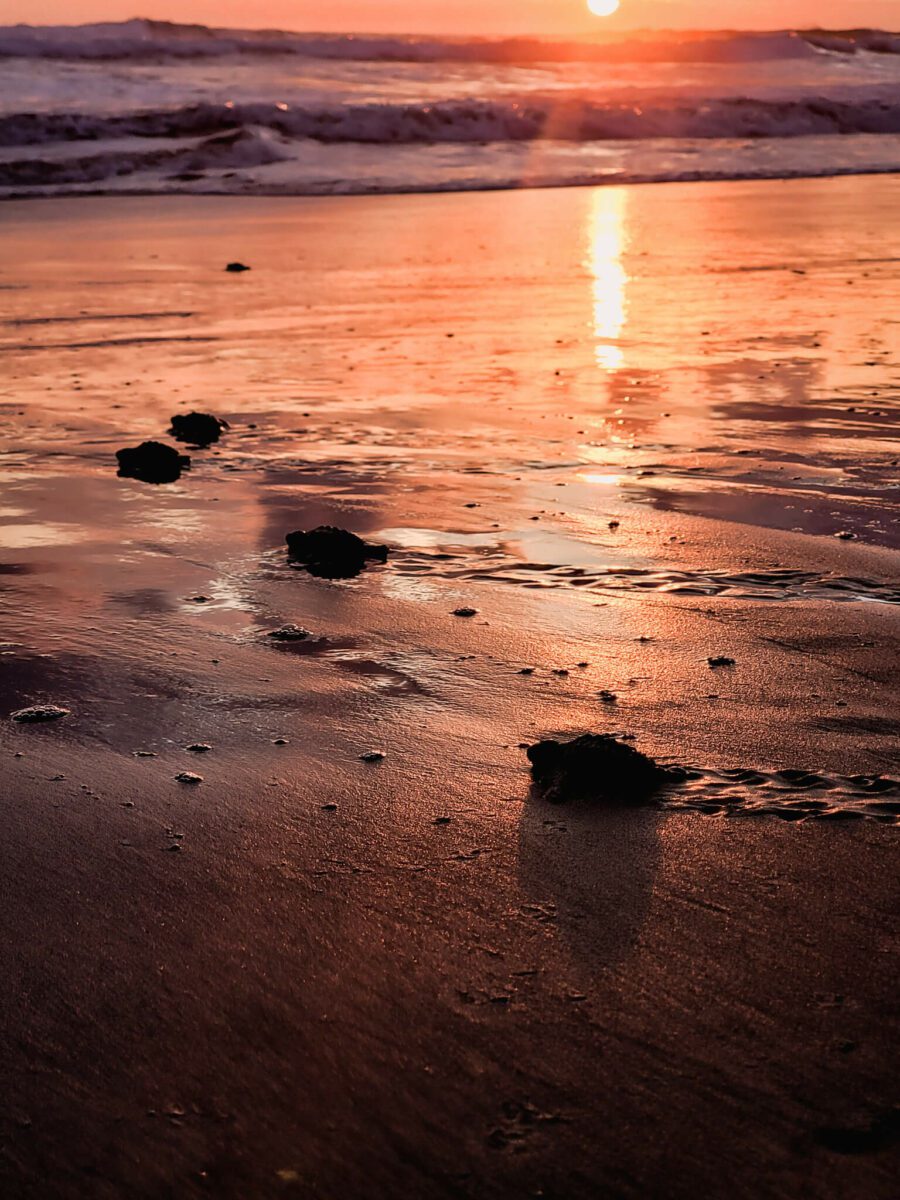 tortues marines au costa rica