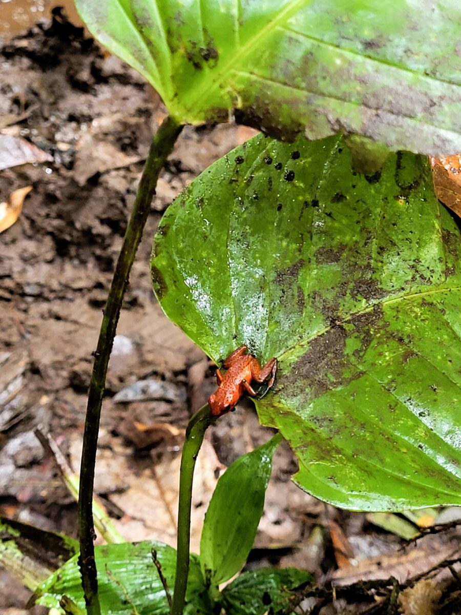 biodiversité du costa rica