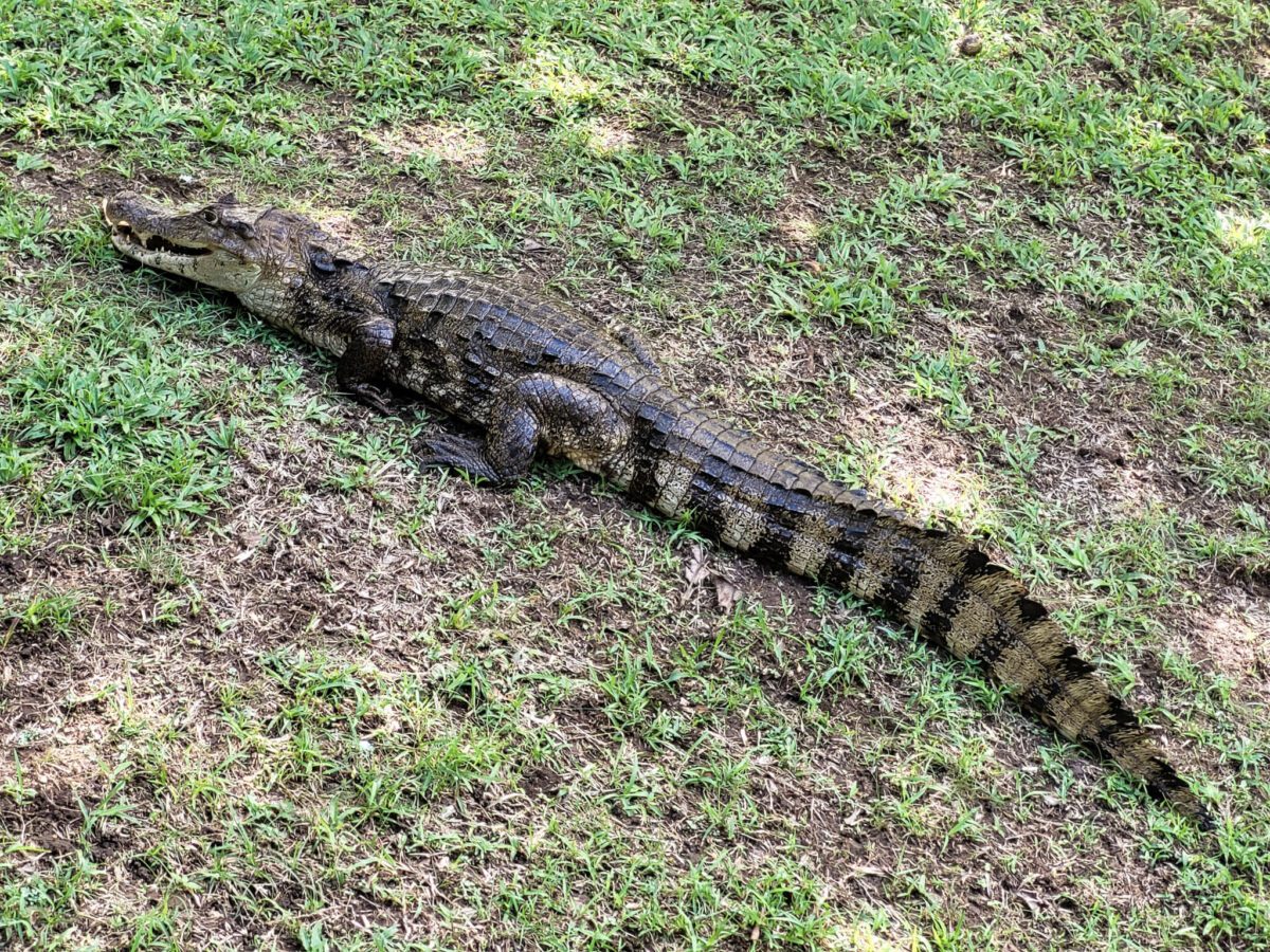animaux costa rica