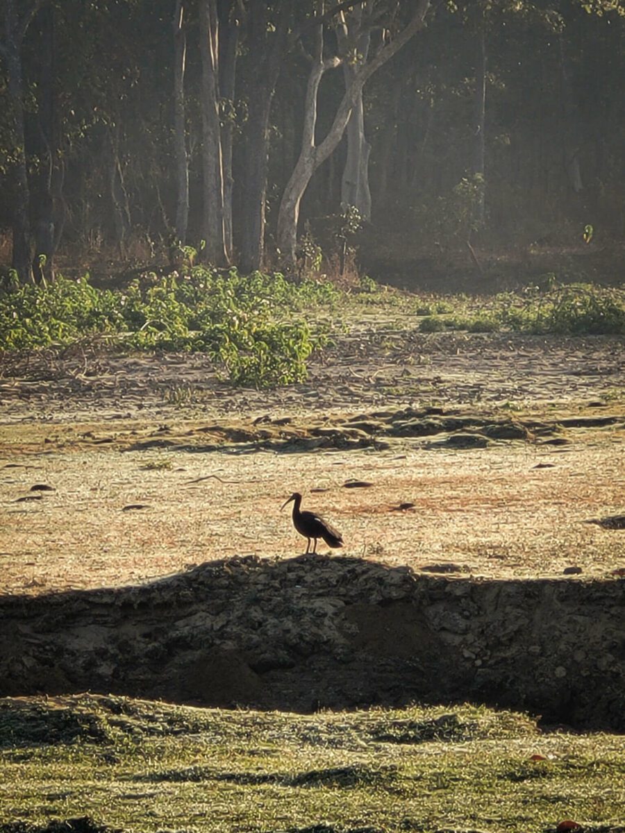 safari au parc national de kanha