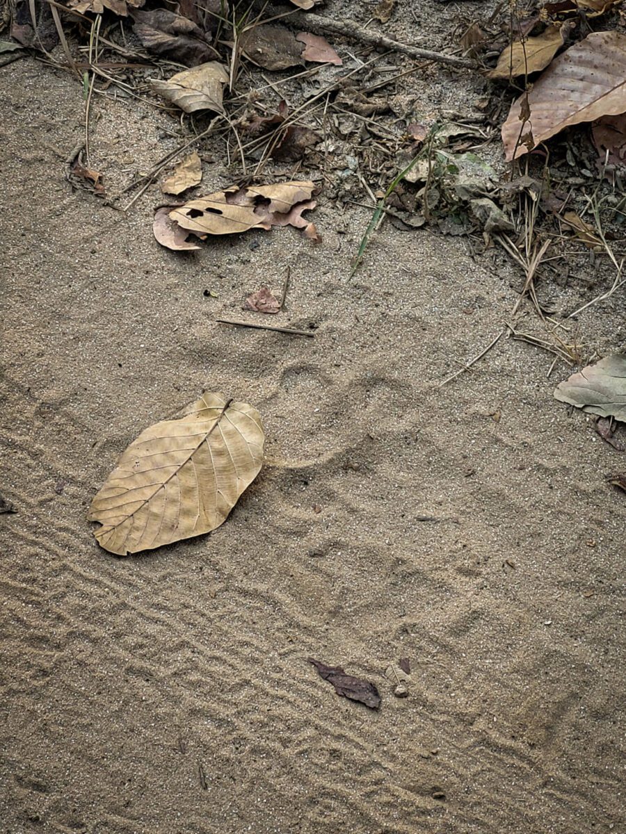 voir les tigres en inde
