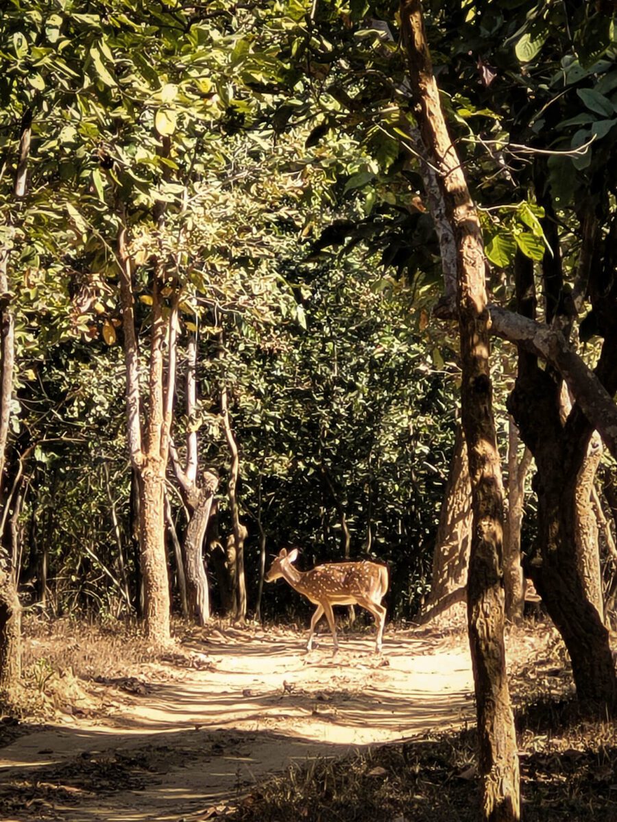faire un safari en inde