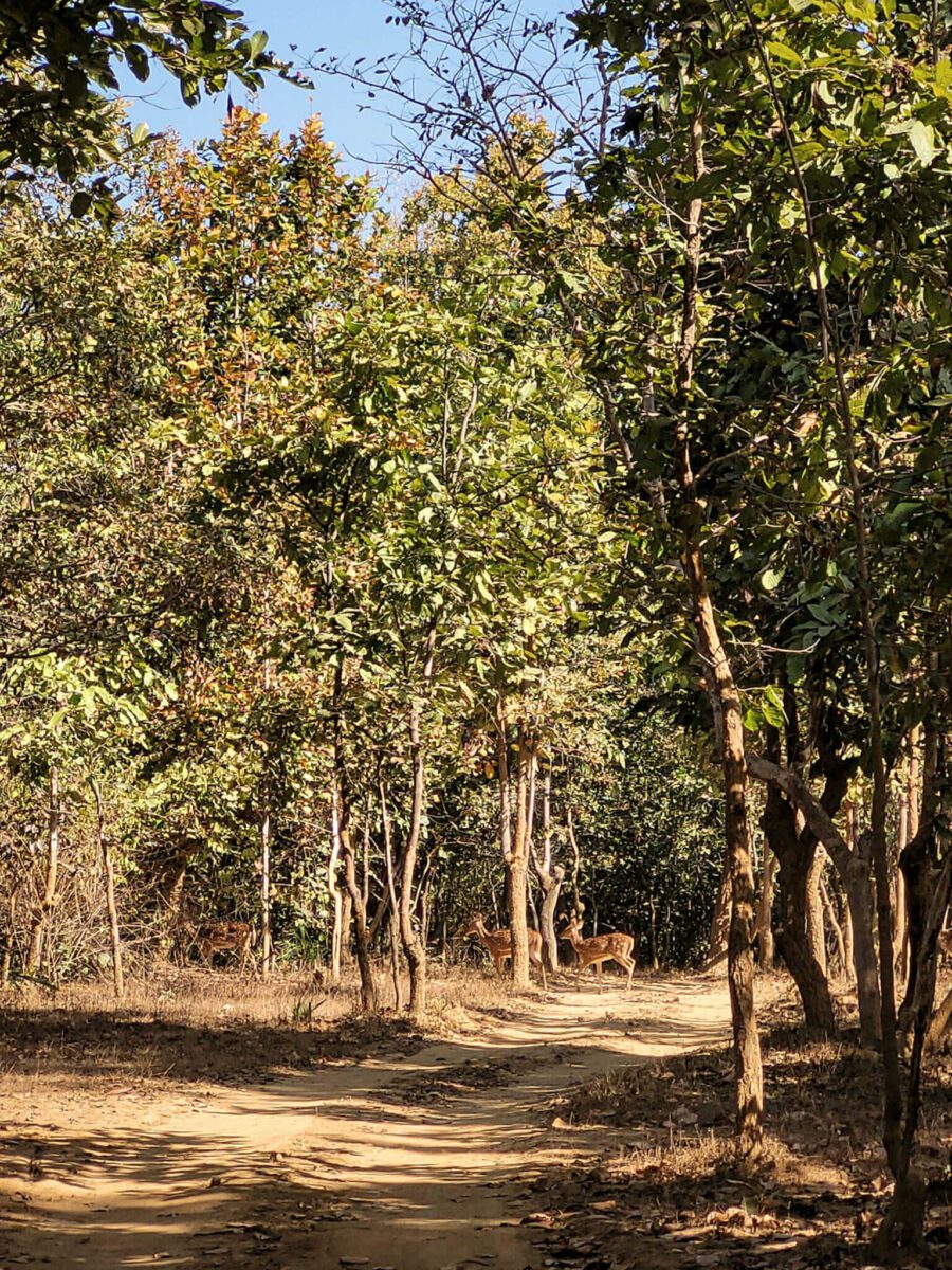 voir les tigres en inde