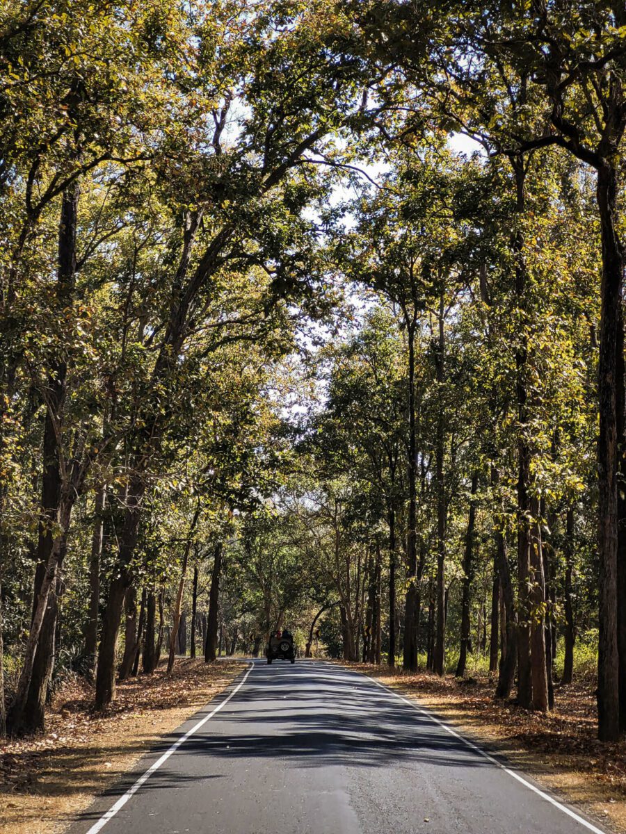 safari au parc national de kanha