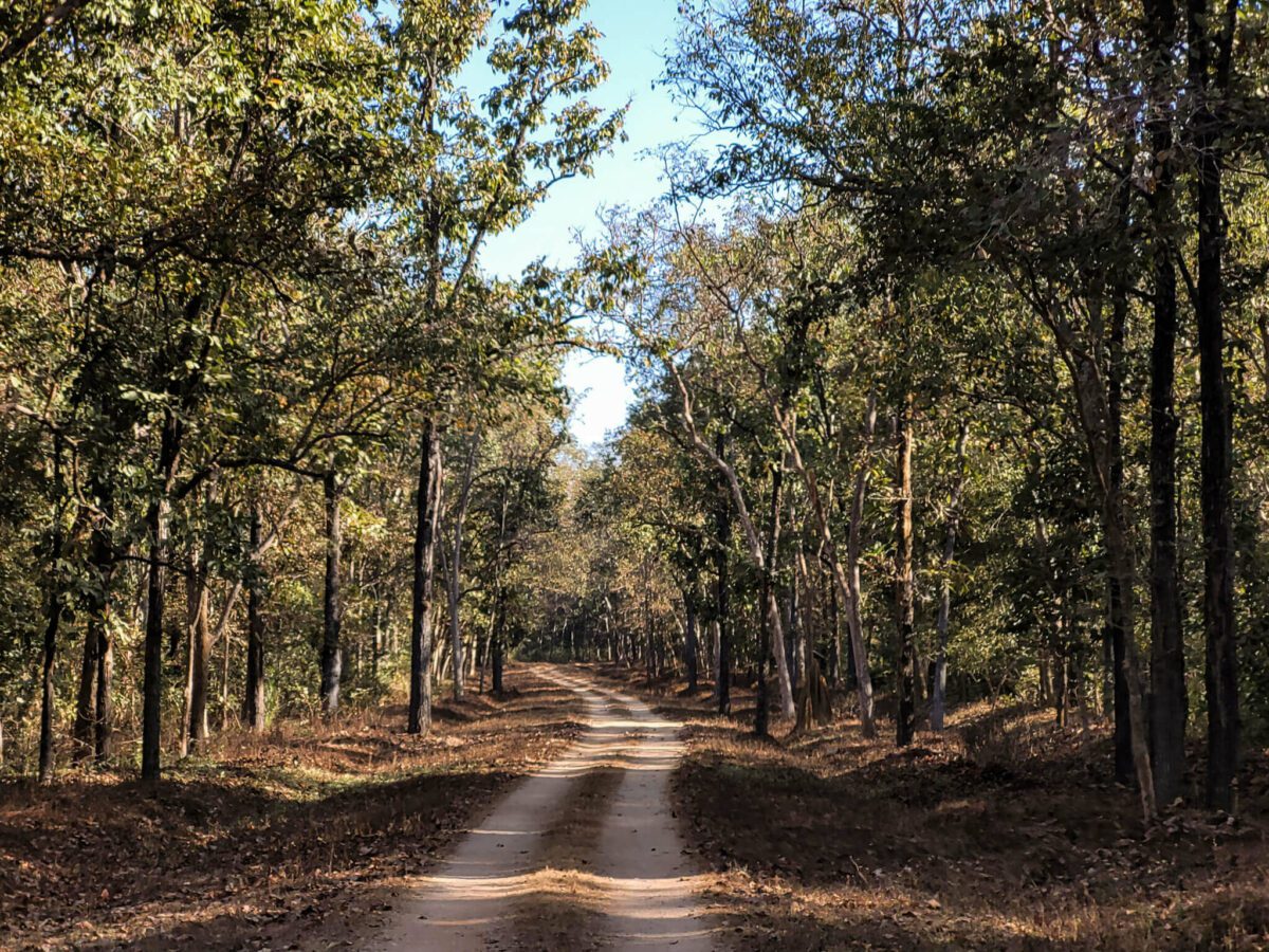 safari au parc national de kanha