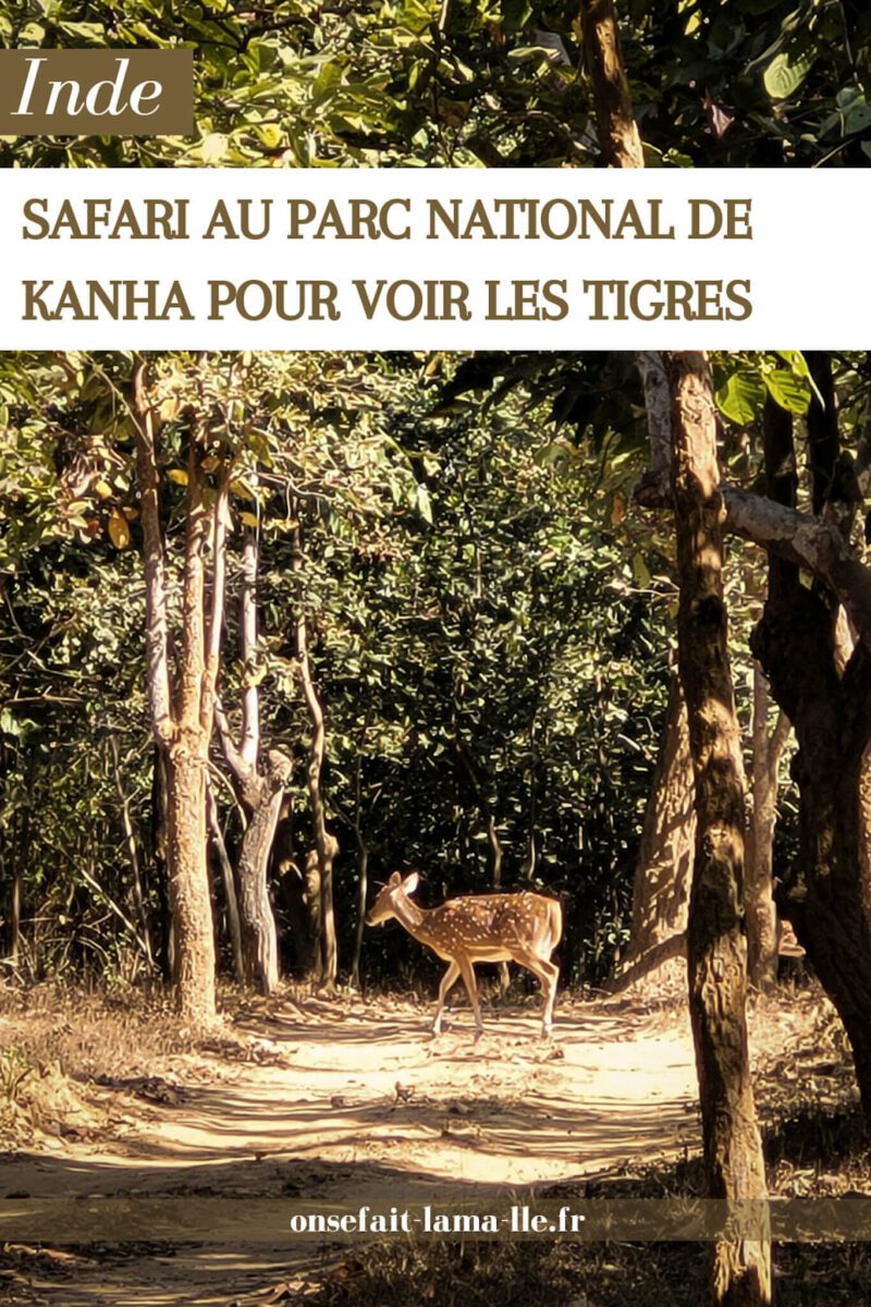 safari au parc national de kanha