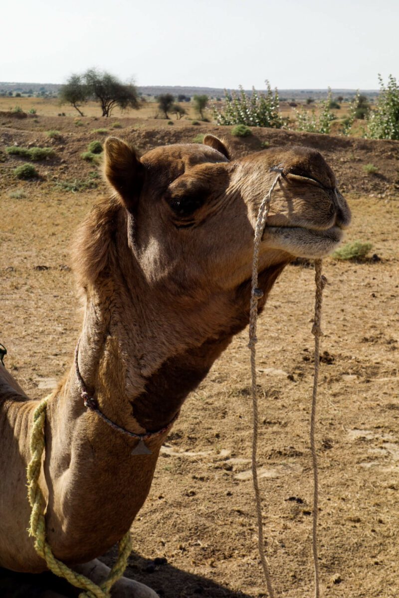 faire du dromadaire en inde à jaisalmer