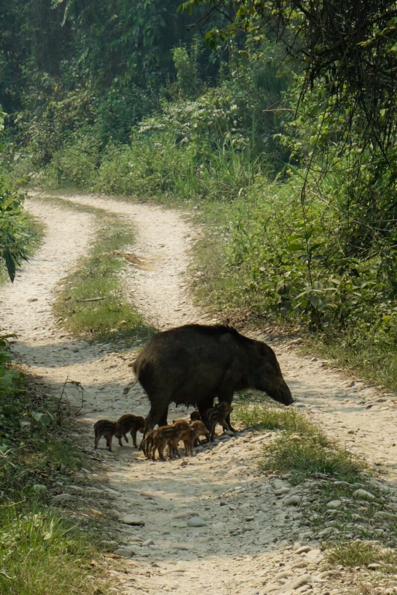 visiter chitwan au nepal