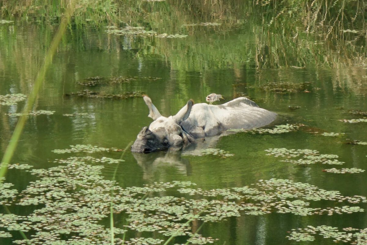 où voir les rhinocéros au nepal