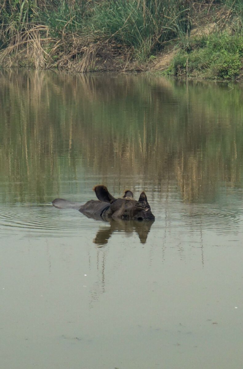 comment voir les rhinocéros au nepal
