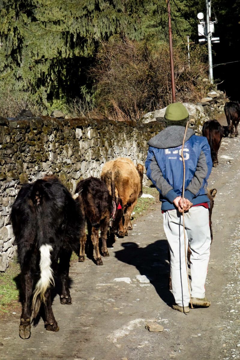 quel trek faire au nepal