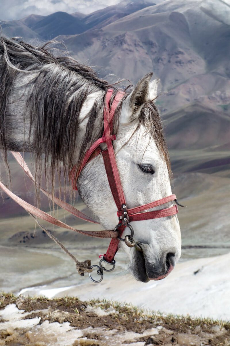 randonnée à cheval au lac song kul