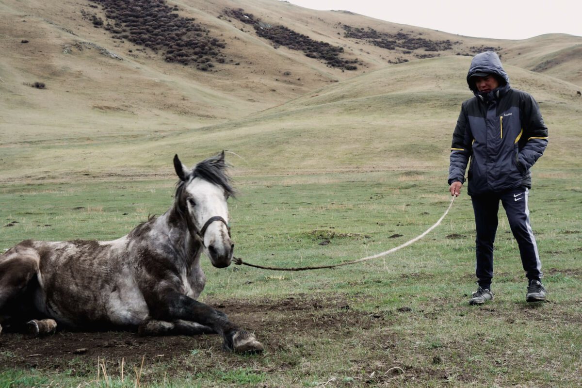 guide timur song kul