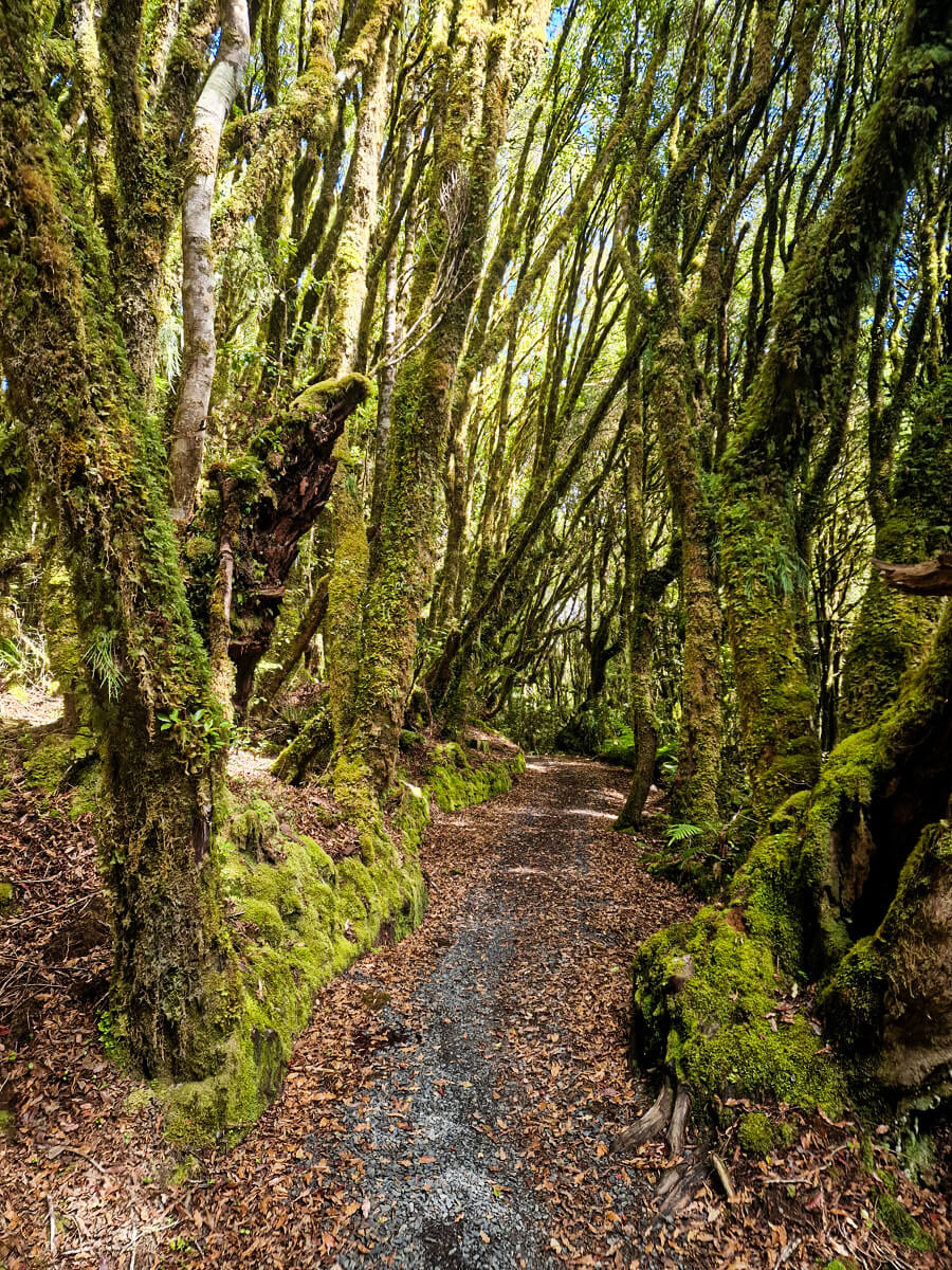 timber trail