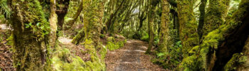 Te Araroa auckland à taumarunui