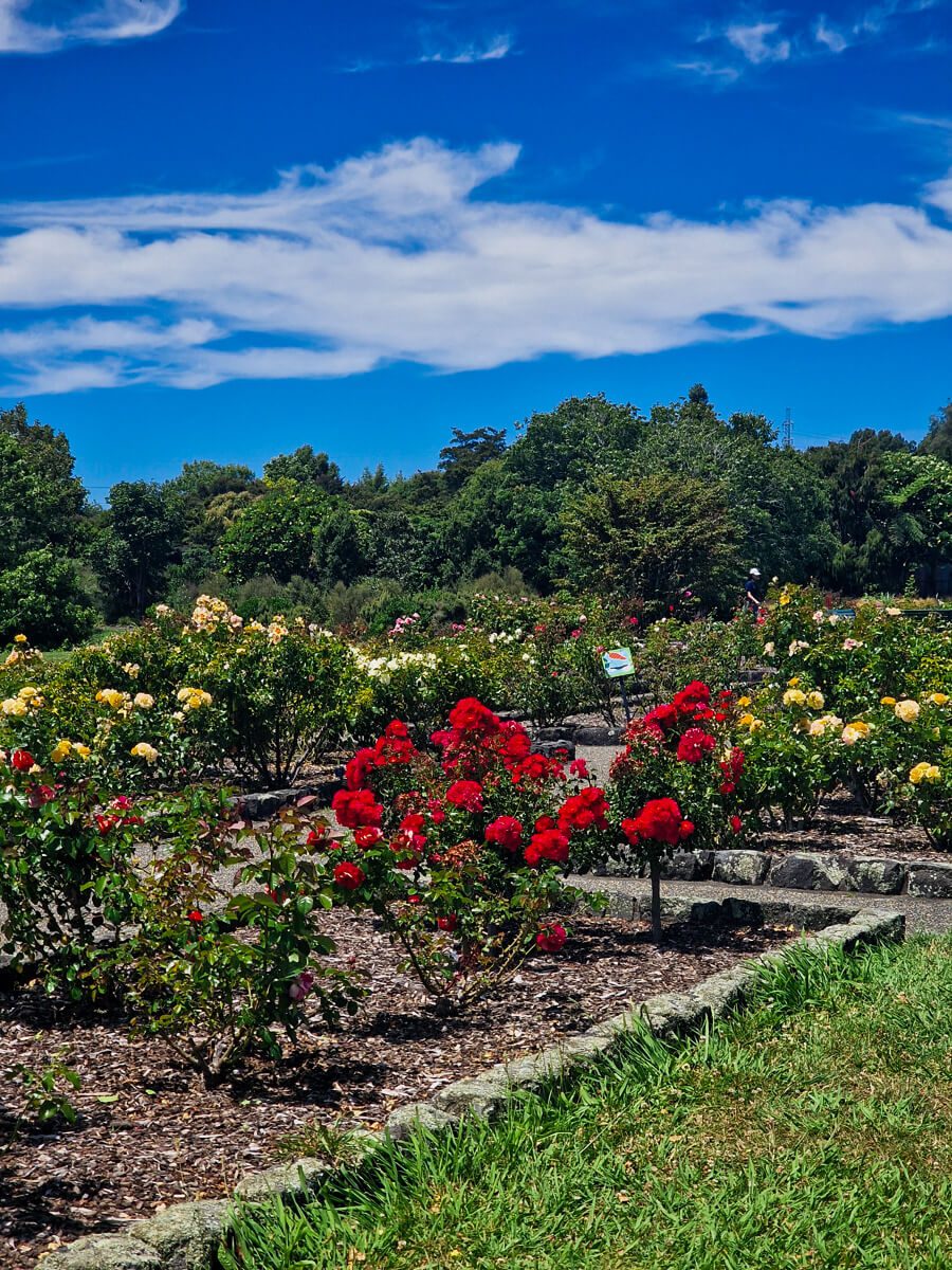 jardin botanique d'auckland