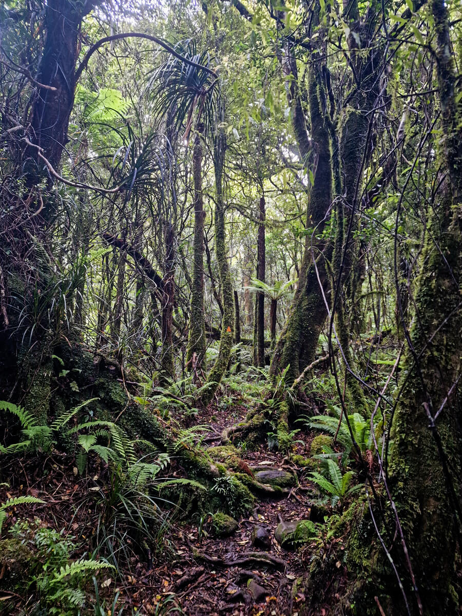 mont pirongia nouvelle-zelande