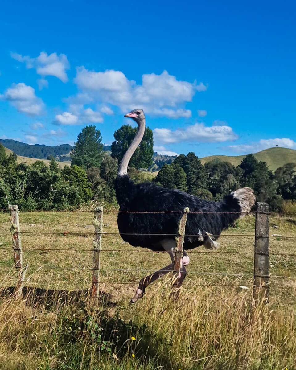 Te Araroa Taumarunui à Whanganui