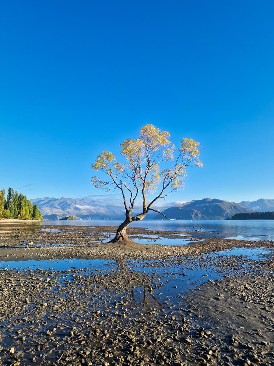 Wanaka Tree
