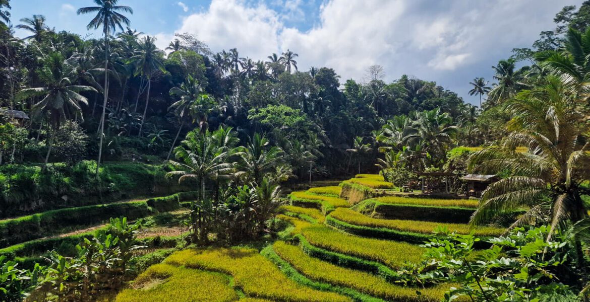que faire à ubud