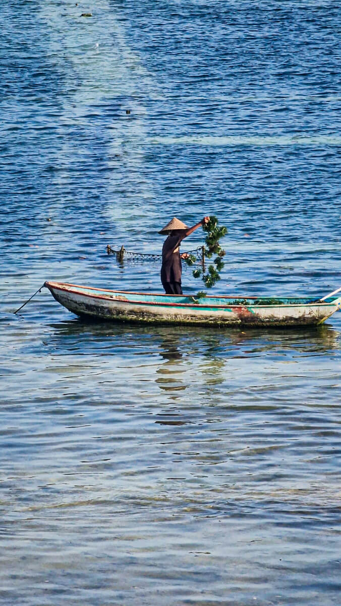 algues nusa lembongan