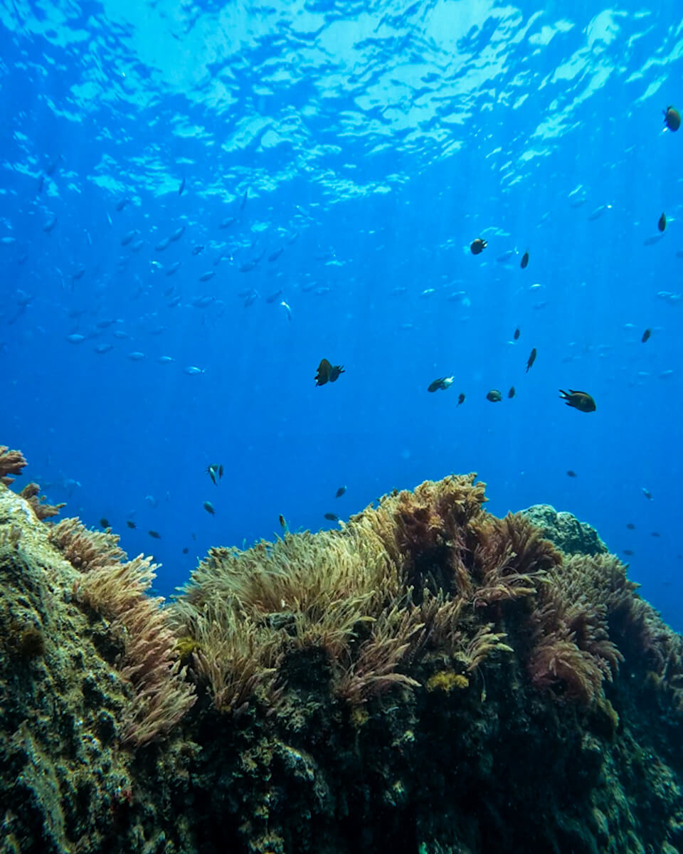 plongée sous marine madere