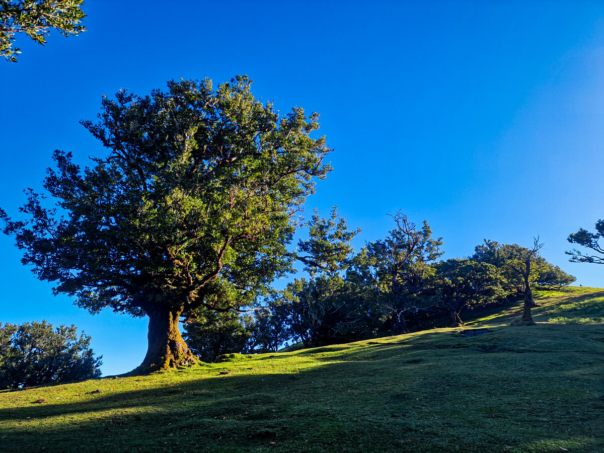 foret de fanal
